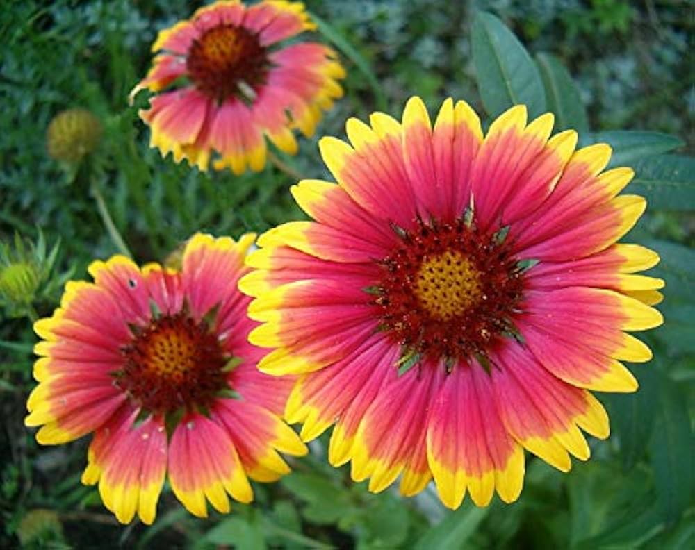 Heirloom Non-GMO Gaillardia Flower Seeds for Planting – Bright Drought-Tolerant Blooms - Non-GMO for planting in home garden